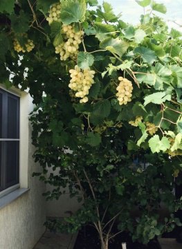 2-к квартира, 1/1 эт., 66м²